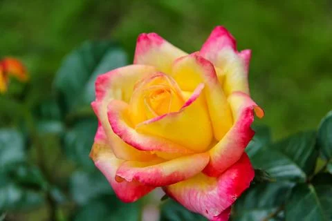 Close-up of garden rose Pullman Orient Express Stock Photos