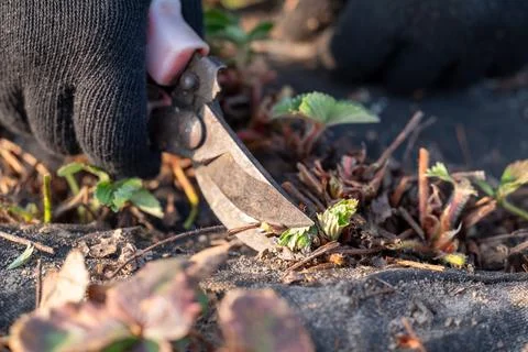 Close up of garden scissors cutting old strawberry leaves Stock Photos