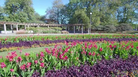 Close up Garden Shot in Chicago Stock Footage 84829679