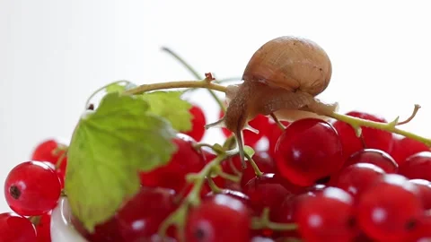 Close-up of garden snail crawling on branch of red currant. White background Stock Footage 220094092
