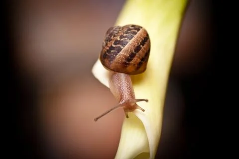 Close up of a garden snail Stock Photos