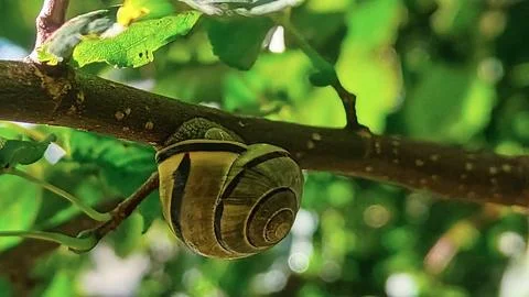 Close-up of a garden snail resting on a tree branch amidst lush green foliage Stock Photos