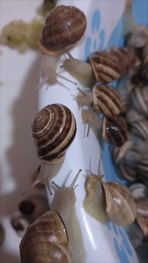 Close-up of Garden Snails Crawling on Surface Stock-Footage 335651053