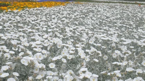 Close-up of  a garden with some Convolvulus cneorum, or silverbush  Stock-Footage 88990538