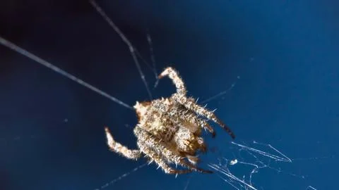 Close up of a garden spider on its web with a blue background Stock Photos