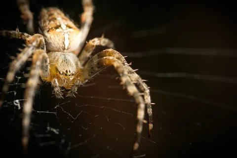 Close up garden spider on web macro Stock Photos