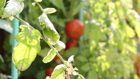 CLOSE UP Garden, Tomato, Beans Stock Footage 80061098