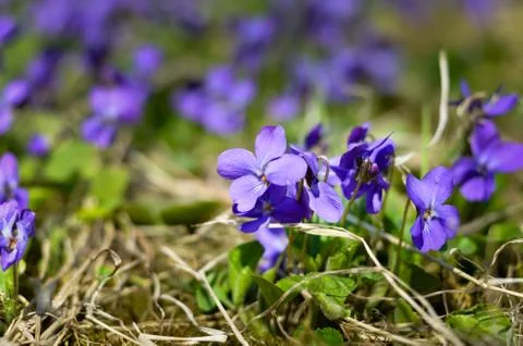 Close-up of  Garden violet during spring . Stock Photos