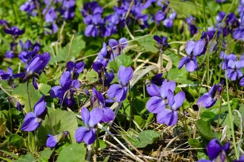 Close-up of  Garden violet during spring in  park . Stock Photos