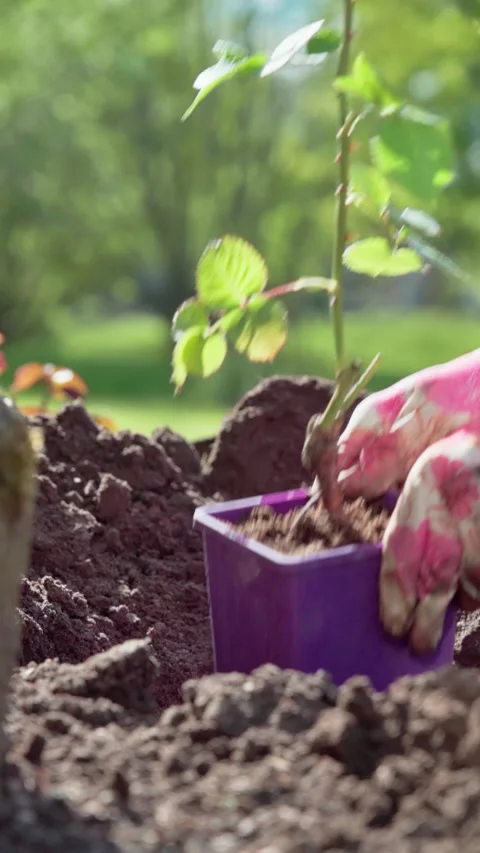Close-up, gardener checks depth of bed before planting roses. Slow motion 100fps Stock Footage 315275701