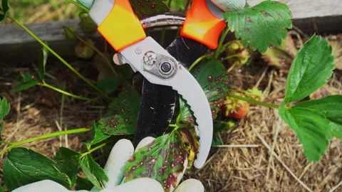 Close up of a gardener in gloves pruning diseased strawberry leaves 库存影片 341360436