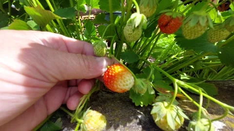 Close-up of a gardener hand picking up a ripening red and green strawberry growi Stock Footage 336487755
