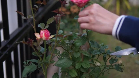 Close-up of gardener hands cutting fresh pink rose from the bush with garden Video stock 332144777