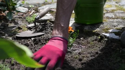 Close up of gardener hands in pink gloves planting a vibrant orange marigold Stock Footage 339340332