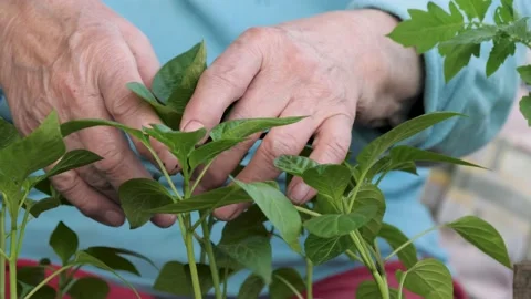Close Up Of Gardener Hands Touching Green Stem Seedlings Of Plant Stock Footage 239772873