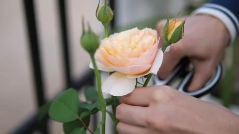 Close-up of gardener hands using shears to cut a beautiful peach rose Video stock 332144768