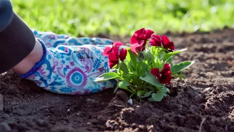 Close-up of a gardener leveling the ground around a newly planted red flower. Stock Footage 313790760