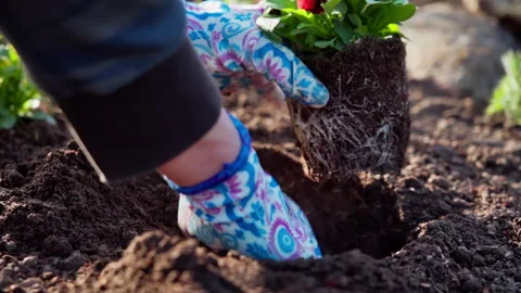 Close-up of a gardener measuring the depth of a bed to plant a red flower. Video stock 313790637