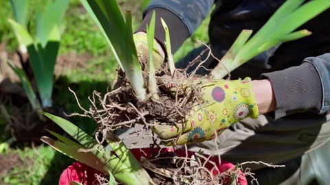 Close-up of a gardener preparing iris seedlings for planting in a bed. Stock Footage 313791695