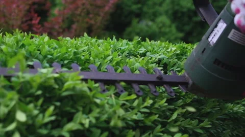 Close-up. Gardener is pruning and shaping shrub Stock Footage 242496264