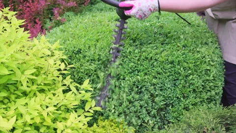 Close-up. Gardener is pruning and shaping shrub Stock Footage 242502596
