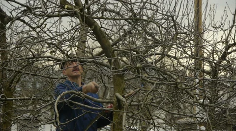 Close-up of Gardener Pruning fruit Tree branch Stock-Footage 44889911