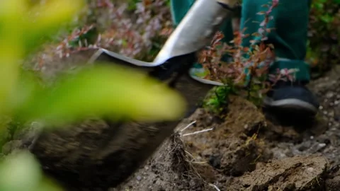 Close-up of a gardener s boot pressing on a shovel to dig holes for planting shr Stock Footage 313868932