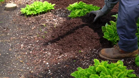 Close-up of gardener spreading fresh mulch around bushes in residential Stock Footage 335959594
