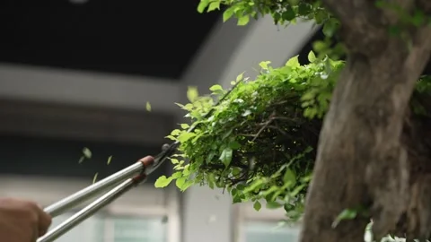 Close-up of a gardener using long handled shears to trim green shrubs along a 動画素材 310677339