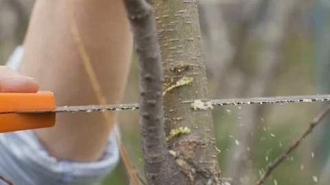 Close up gardener using saw for sawing tree branches while gardening works Stock Footage 91226036