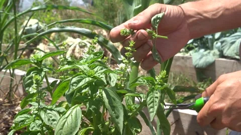 Close-up of a gardener's hands carefully pruning basil flowers with pruning.. Stock Footage 340198612