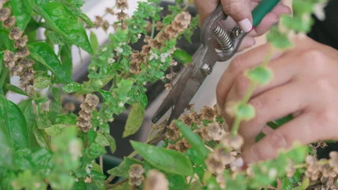 Close-up of a gardener's hands carefully using scissors to harvest dry basil Stock Footage 343383780