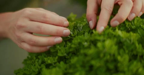 Close-Up of Gardener's Hands Checking Plant for Pests Stock Footage 282447862