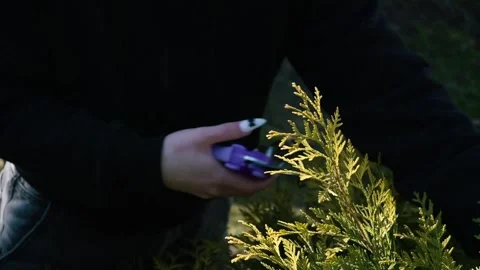 Close-up of a gardener's hands using purple pruning shears to trim an thuja bush Stock Footage 330465596