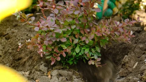 Close-up of gardeners using a spade and hoe to cover the roots of a freshly plan Stock Footage 313868865