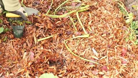 Close-up of a gardner using a bulb planter planting bulbs in a flower bed i.. Stock Footage 320180767