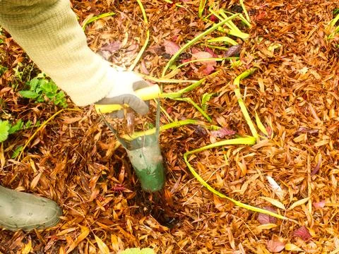 Close-up of a gardner using a bulb planter planting bulbs in a flower bed i.. Stock Photos