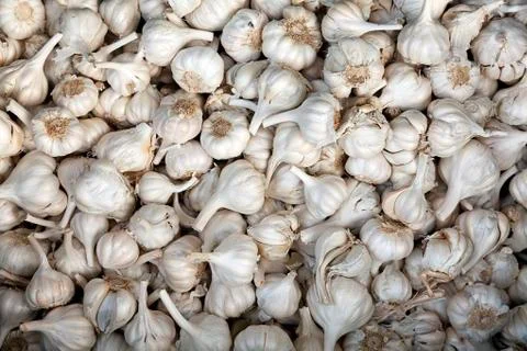 Close up of garlic background Stock Photos