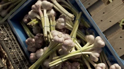 Close-up of garlic bouquets laying in boxes Stock-Footage 146141300
