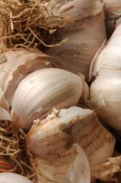Close up of a garlic braid Stock Photos