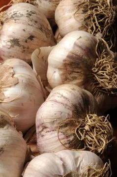 Close up of a garlic braid Stock Photos