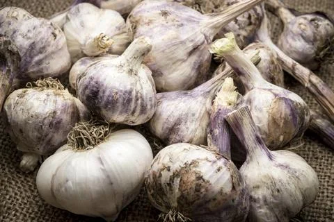 Close up of garlic bulbs. Stock Photos