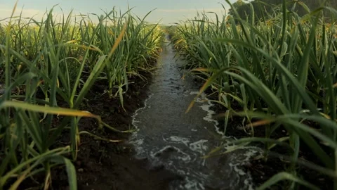 A close-up of a garlic field while it's being irrigated Stock Footage 132130219