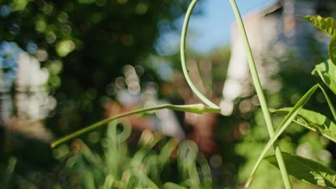 Close-up of a garlic scape with a curled stem in a garden. Sunlight filtering Stock Footage 276887179