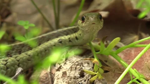 Close up garter snake on forest floor nature wildlife Vidéo 50054531