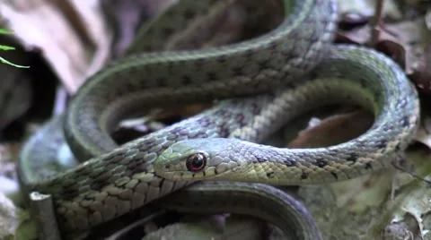 Close up garter snake in the forest Stock Footage 54643885