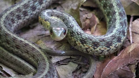 Close up garter snake in forest Vidéo 54643886