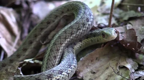 Close up garter snake in forest Stock Footage 54643888