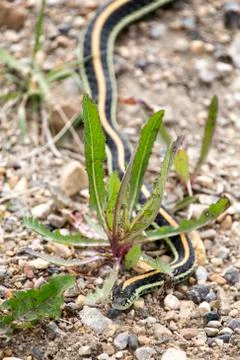 Close up Garter Snake Stock Photos