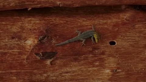 Close up of gecko on a palm tree Stock Footage 170665100